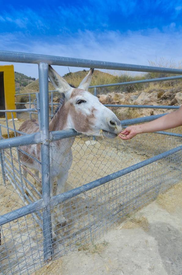 Finca Liarte Pensionat Fuente Alamo  Eksteriør billede